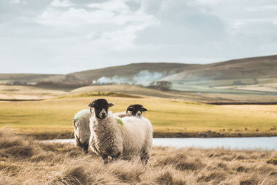 Sheep in a field