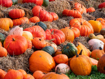 Pumpkins on field