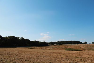 Trees on field against blue sky