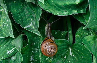 Close-up of snail on leaves