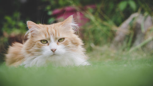 Portrait of a cat