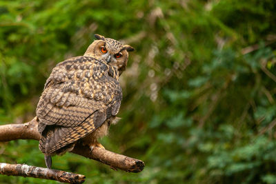 Close-up of owl perching on branch