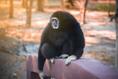 Man looking away while sitting in zoo