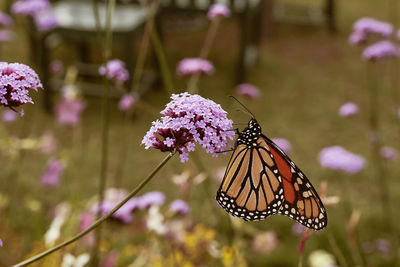 Monarch butterfly at acadia national park. danaus plexippus. mount desert island, maine, usa