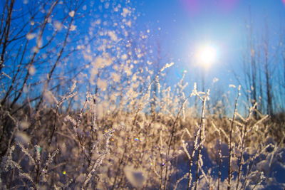 Sun shining through trees on field