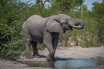 Elephant drinking water from pond in forest