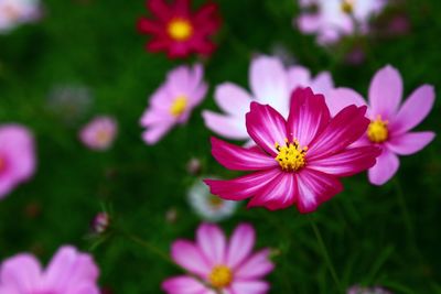 Close-up of pink flowers blooming outdoors