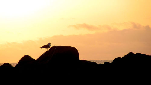 Silhouette of mountain during sunset