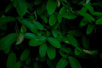 Full frame shot of plants