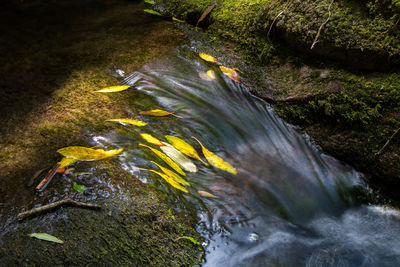 High angle view of fish swimming in sea