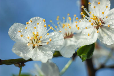 Close-up of white cherry blossom