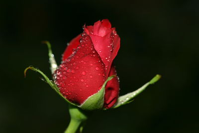 Close-up of wet red rose