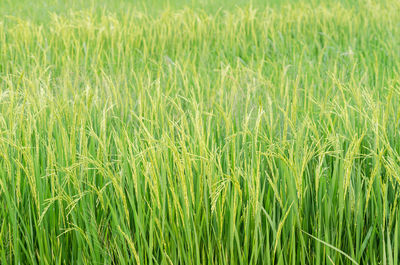 Full frame shot of stalks in field