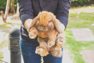 Beautiful woman holding brown rabbit holland lop. - image
