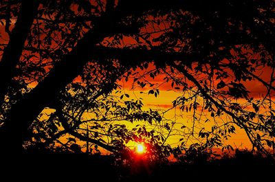 Silhouette trees in forest during sunset