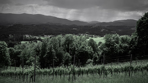 Scenic view of field against sky