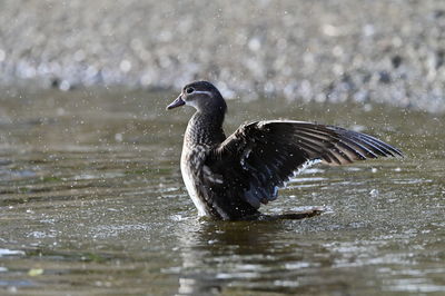 Duck swimming in lake