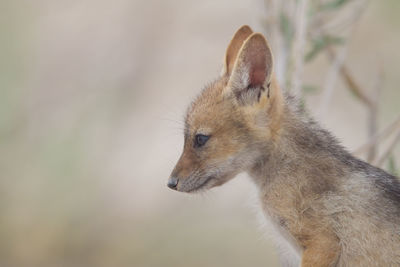 Close-up of an animal