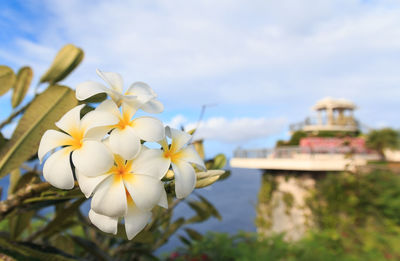 Close-up of flowers blooming against sky