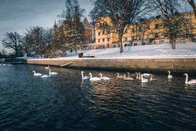 Birds swimming in lake during winter