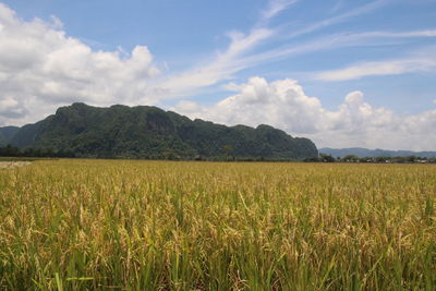 Scenic view of agricultural field against sky