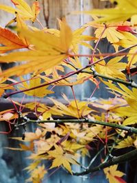 Close-up of yellow flowers on tree during autumn