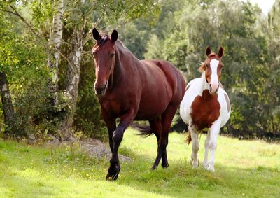 Horses in pasture