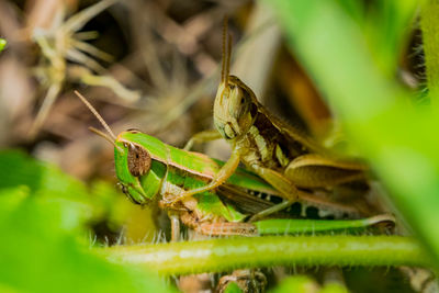 Close-up of grasshoppers mating on field