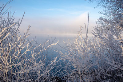Snow covered plants against sky