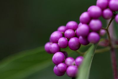 Close-up of plant