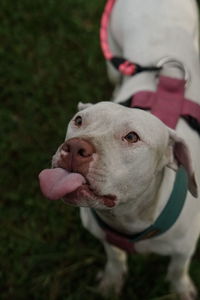 Close-up of dog looking away