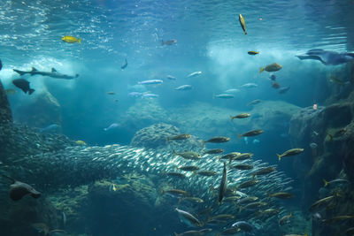 Fish swimming in sea