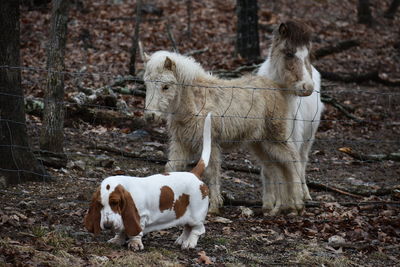 Horses on field