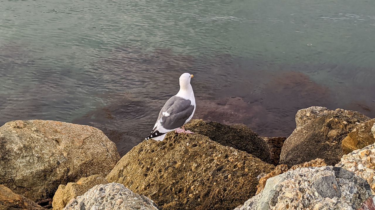 HIGH ANGLE VIEW OF SEAGULLS PERCHING ON ROCK