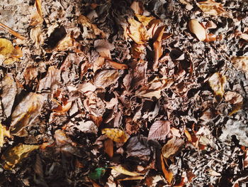 Full frame of leaves in autumn