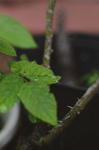 Close-up of snake on plant