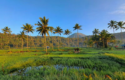 Scenic view of agricultural field against clear sky