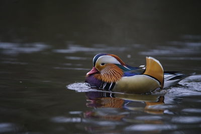 Duck swimming in lake