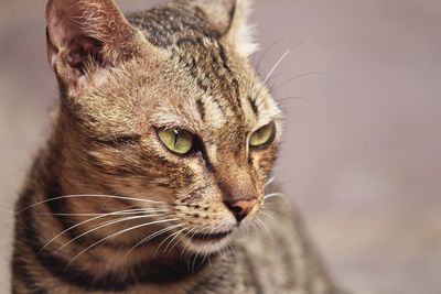 Close-up portrait of cat