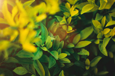 Full frame shot of yellow plant