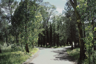 Trees in forest