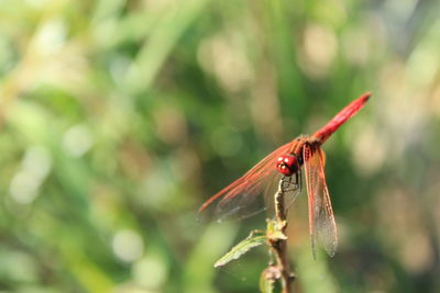 Close-up of dragonfly on twig