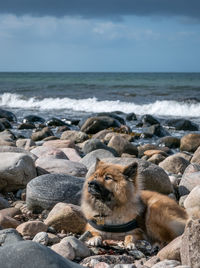 Eurasian dog on rocky shore