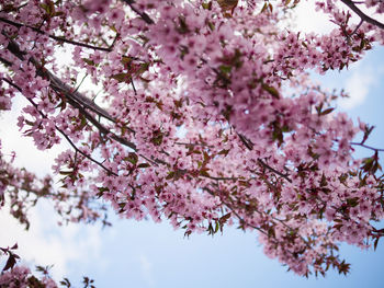 Low angle view of cherry blossoms in spring