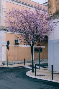 Flower tree in front of building