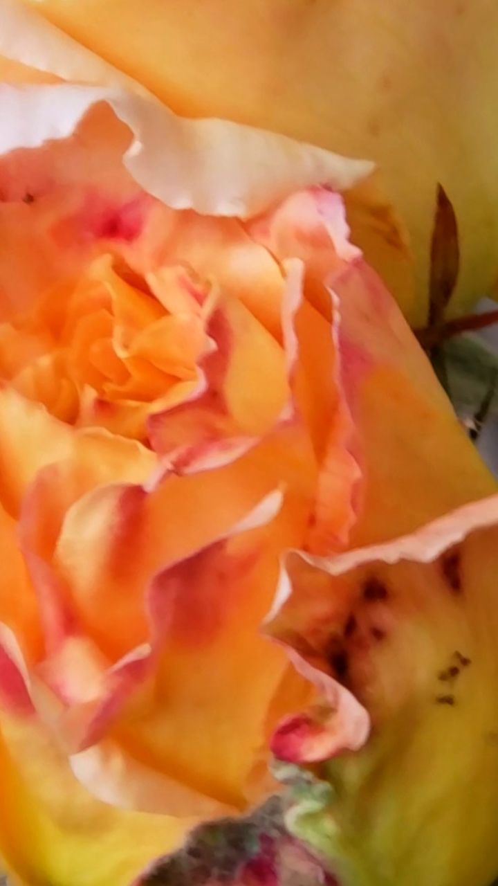 flower, plant, close-up, pink, flowering plant, beauty in nature, yellow, freshness, rose, petal, macro photography, nature, no people, fragility, flower head, inflorescence, full frame, garden roses, orange color, indoors