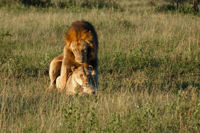 Lioness sitting on grassy field