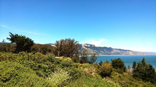 Scenic view of forest against clear blue sky