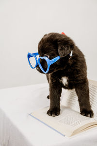 Black puppy in blue toy glasses stands on a book