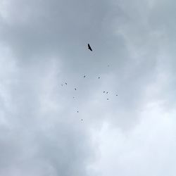 Low angle view of birds flying in sky